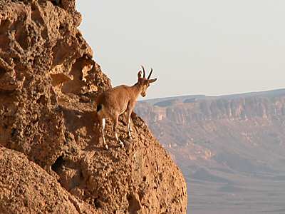 Wild Goat